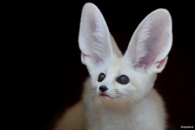 Képtalálat a következ&odblac;re: „fennec fox”