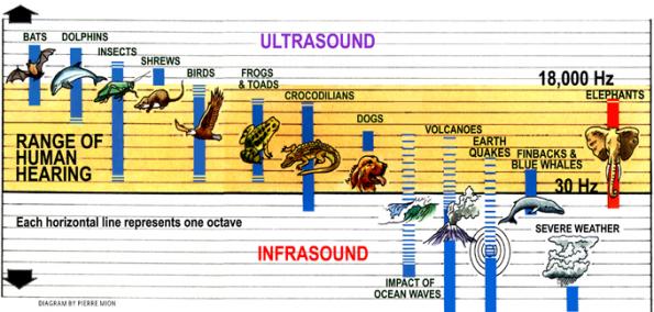 Animal Sound Levels