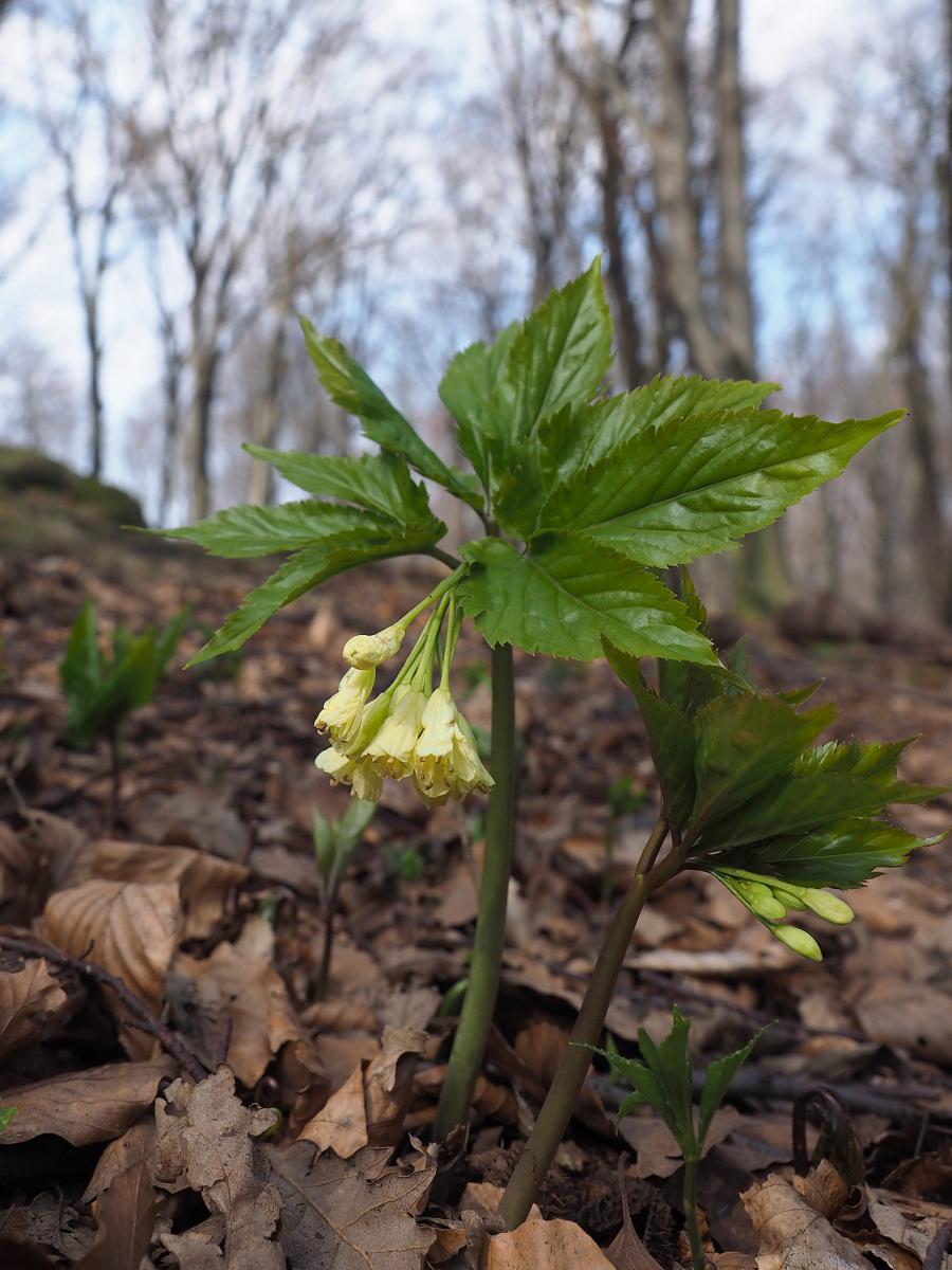 bókoló fogasír (Cardamine enneaphyllos) 
